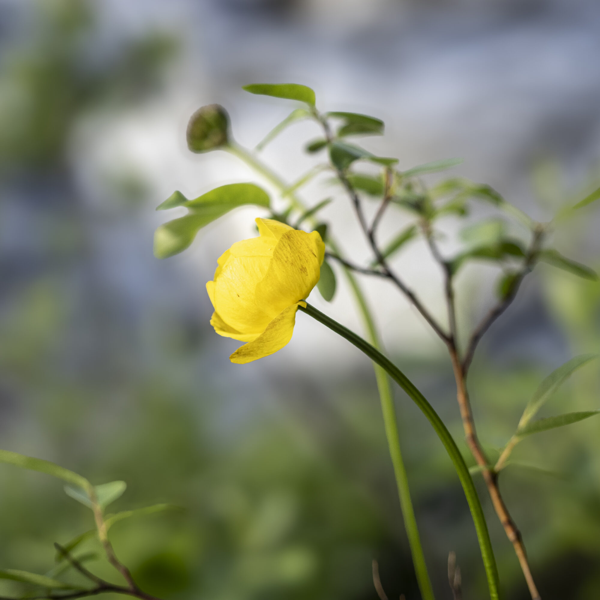 Valokuvaaja: Hannu Tikkanen