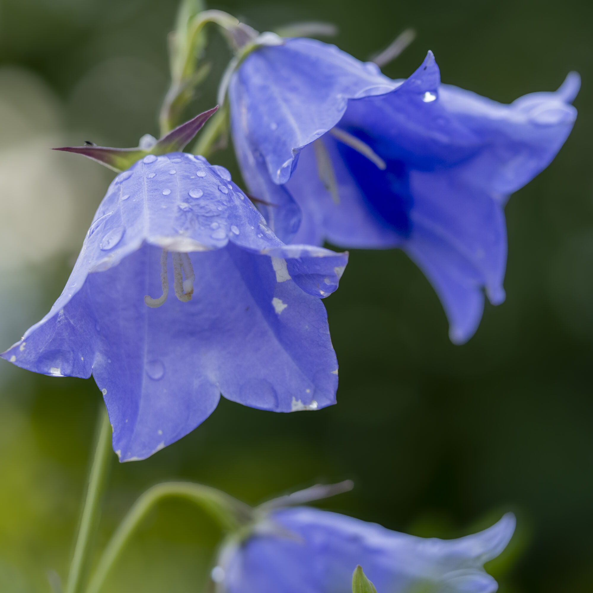 Valokuvaaja: Hannu Tikkanen