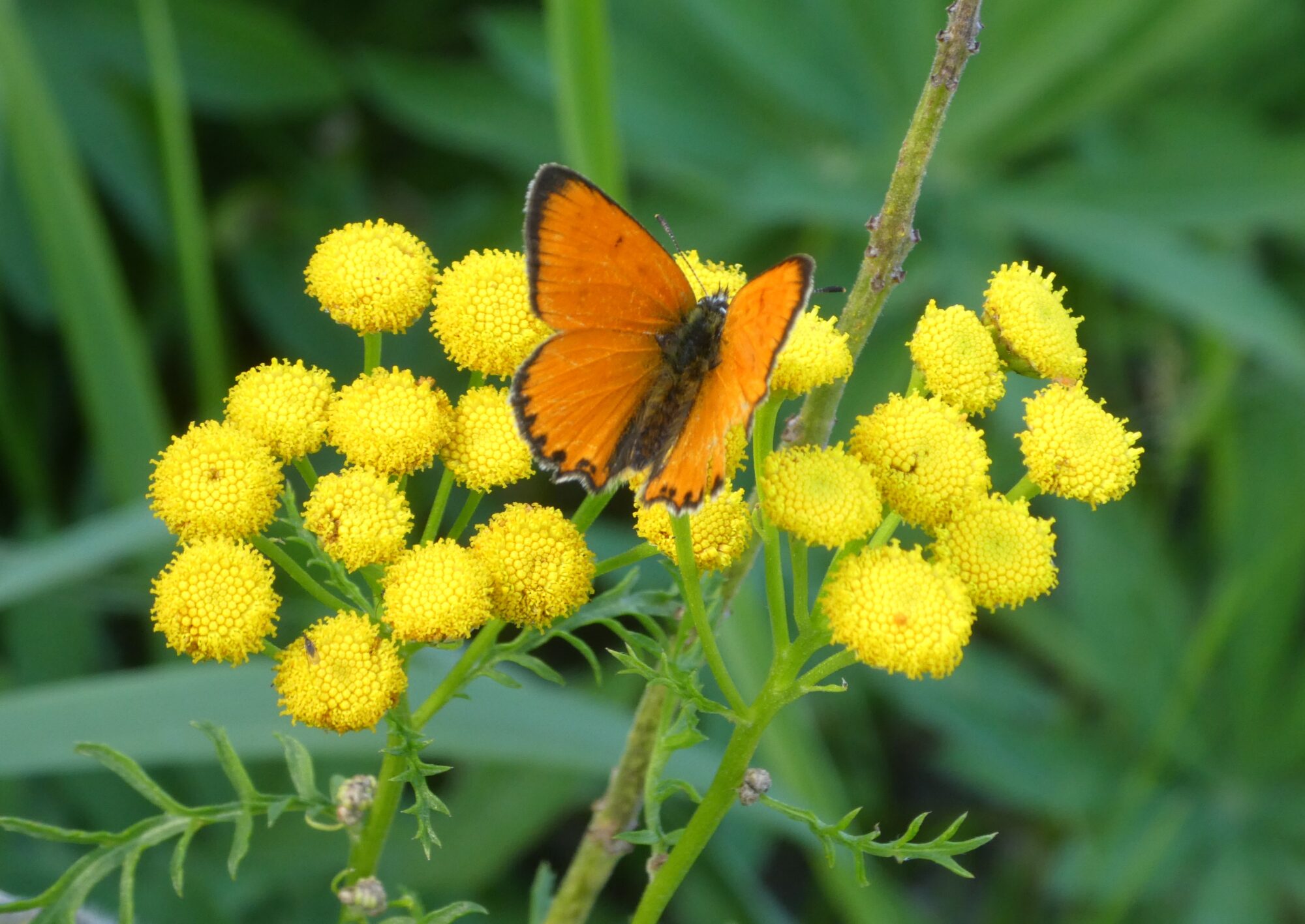 Valokuvaaja: Anja Mustamaa