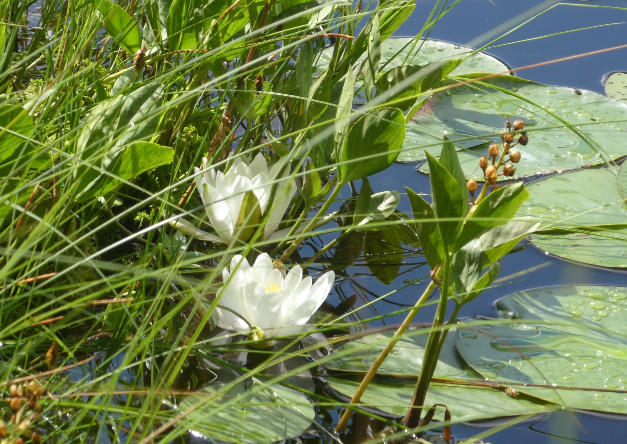 Valokuvaaja: Anja Mustamaa