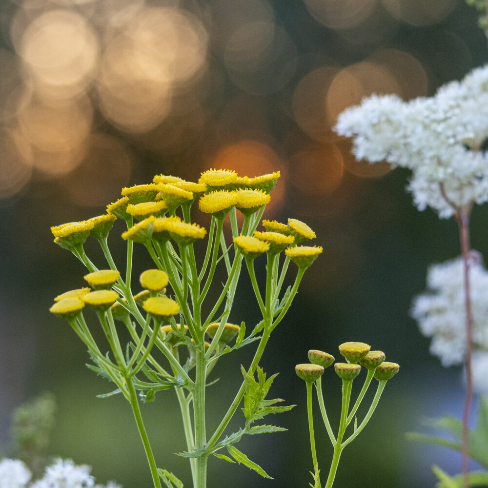 Valokuvaaja: Hannu Tikkanen