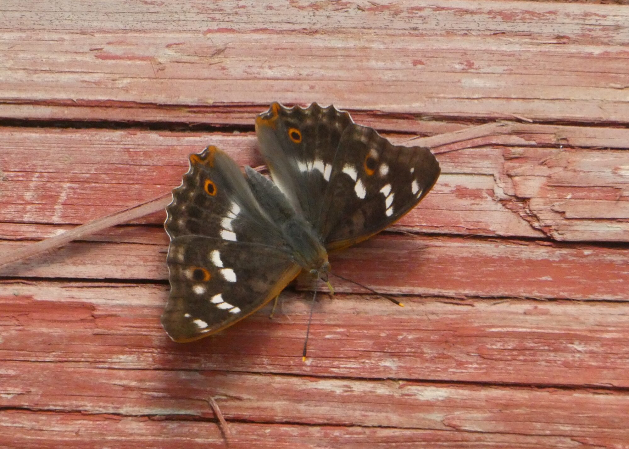 Valokuvaaja: Anja Mustamaa