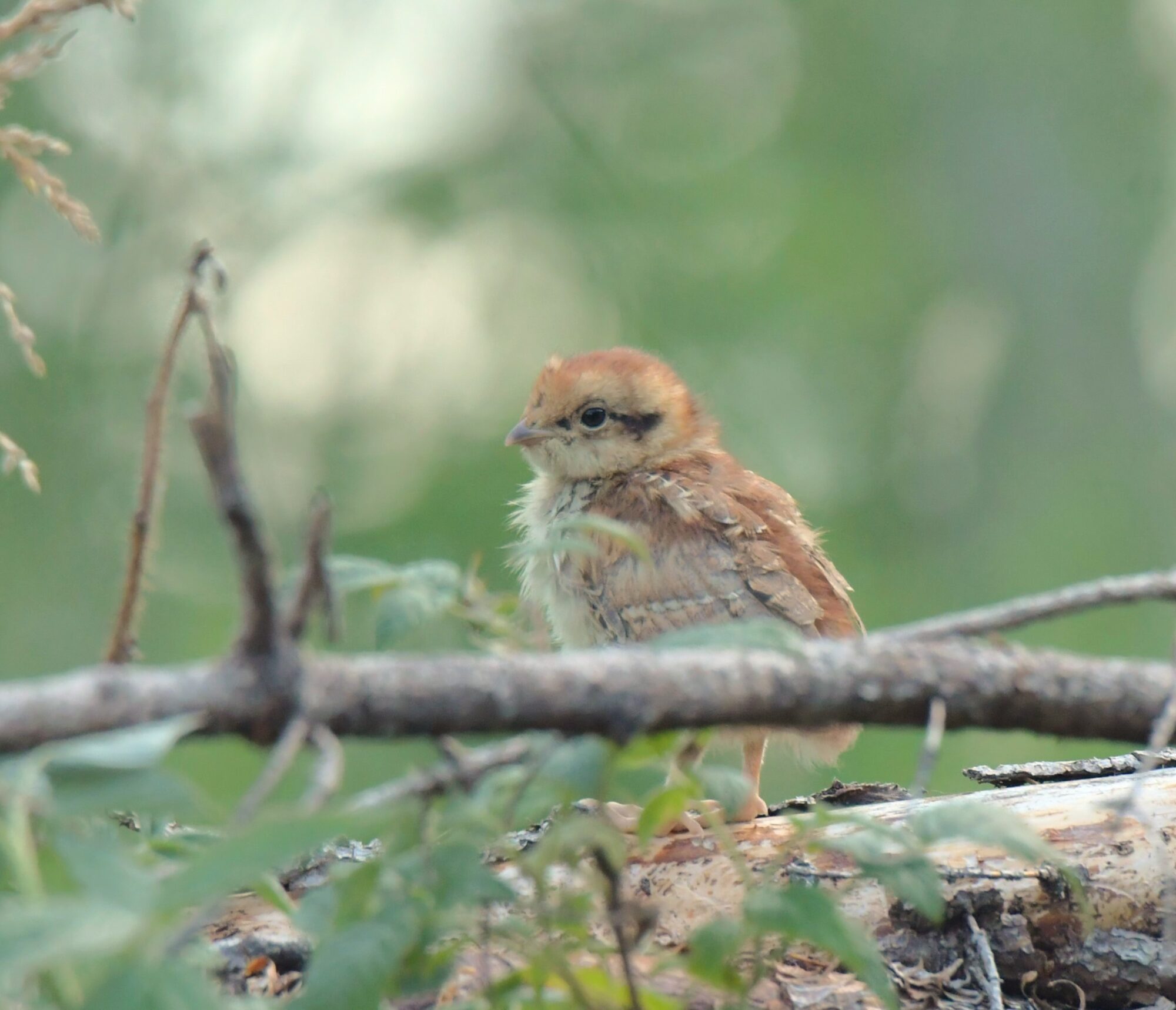 Valokuvaaja: Ritva Pietikäinen