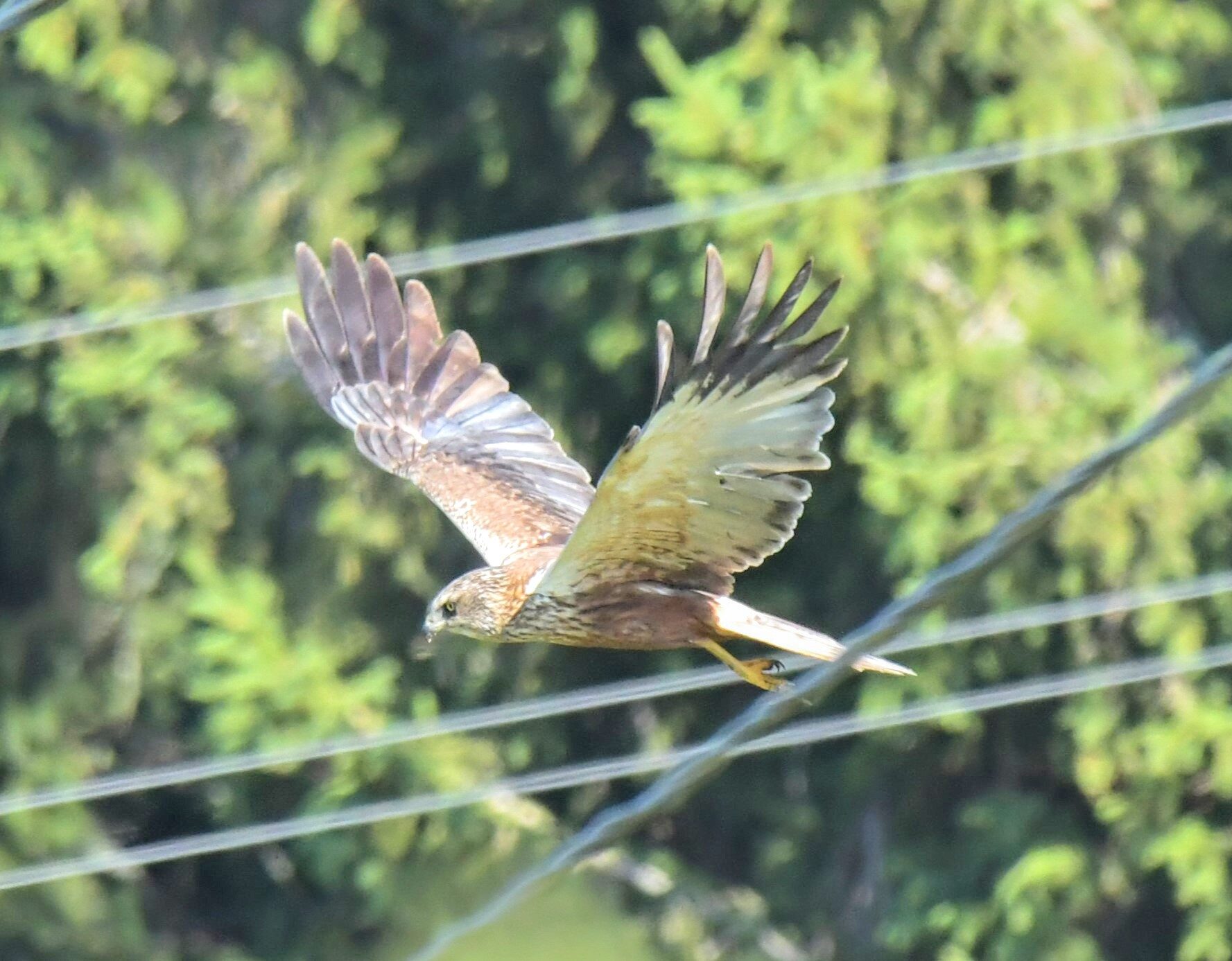 Valokuvaaja: Ritva Pietikäinen