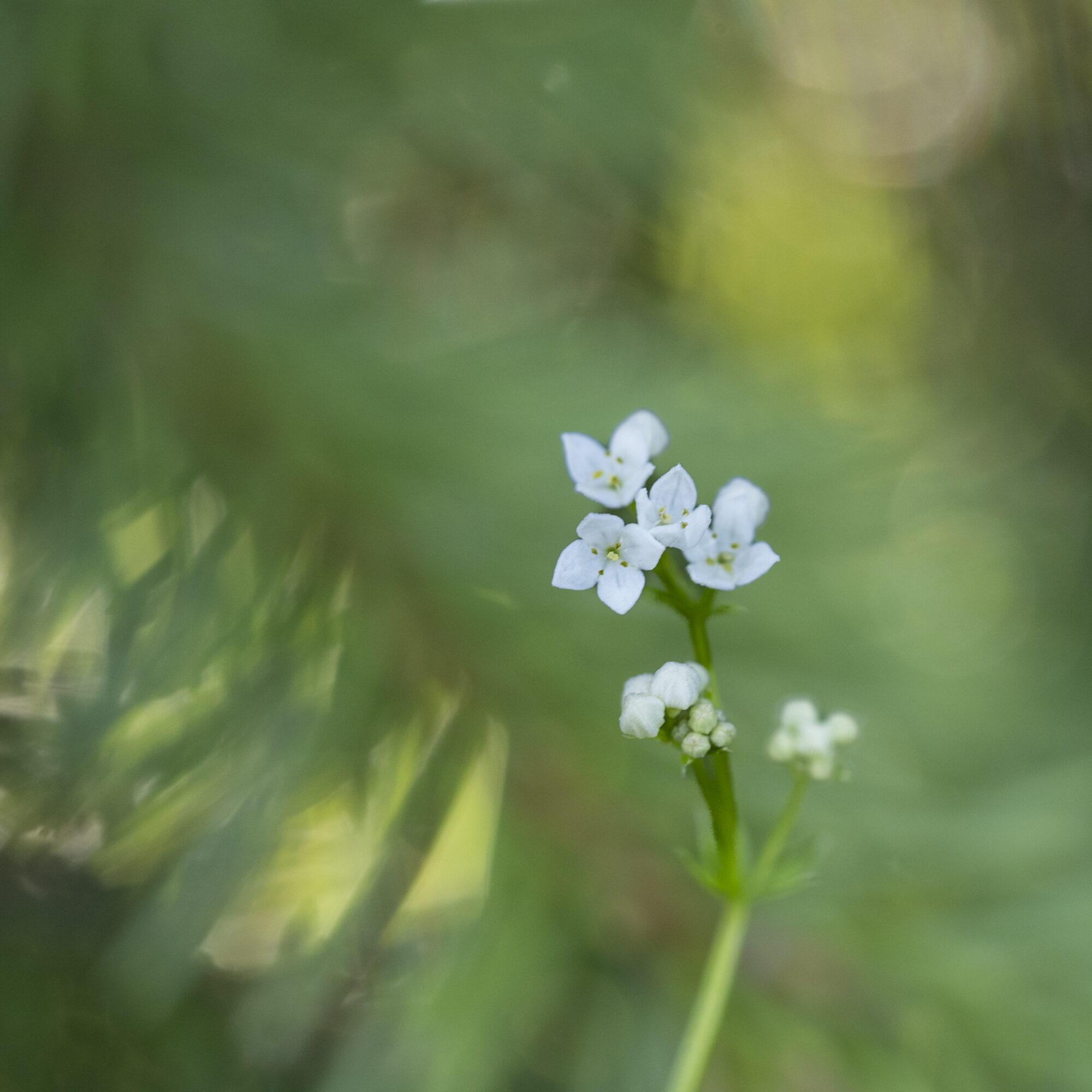 Valokuvaaja: Hannu Tikkanen