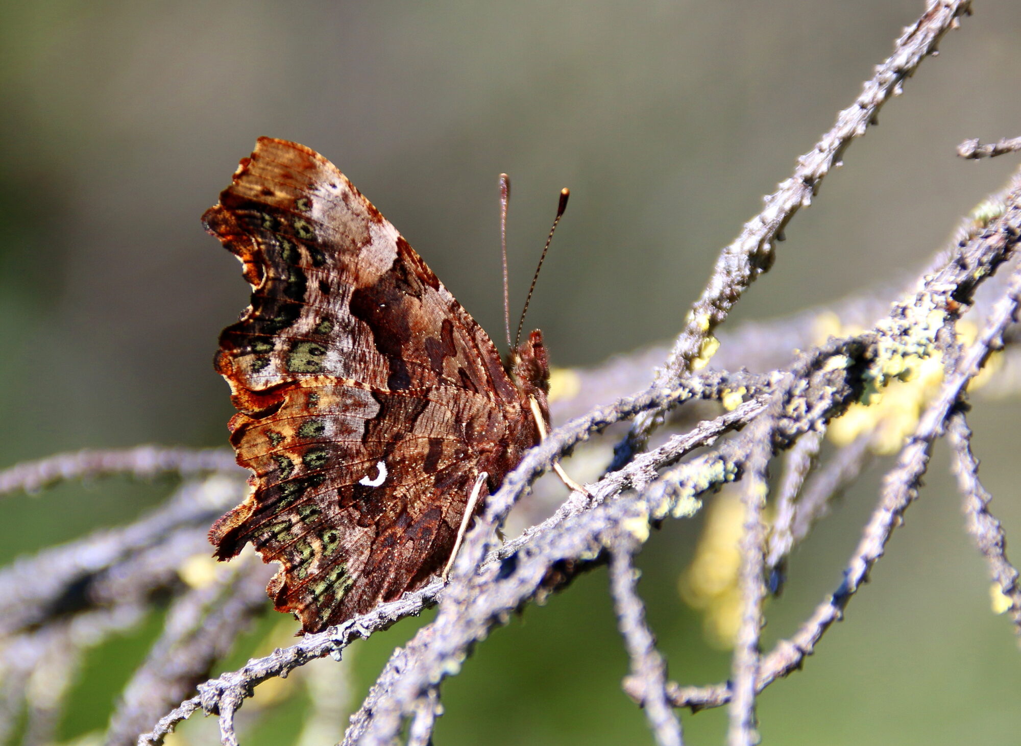 Valokuvaaja: Tuukka Pahtamaa