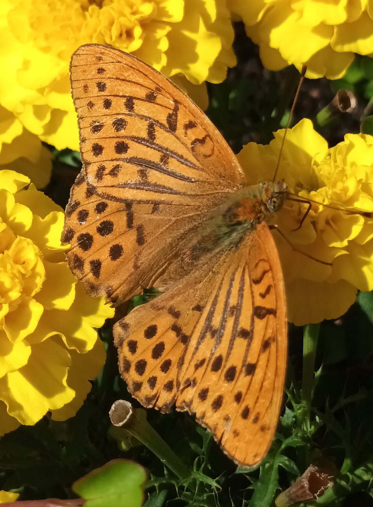 Valokuvaaja: Uotila Pirkko Valokuvaaja: Uotila Pirkko