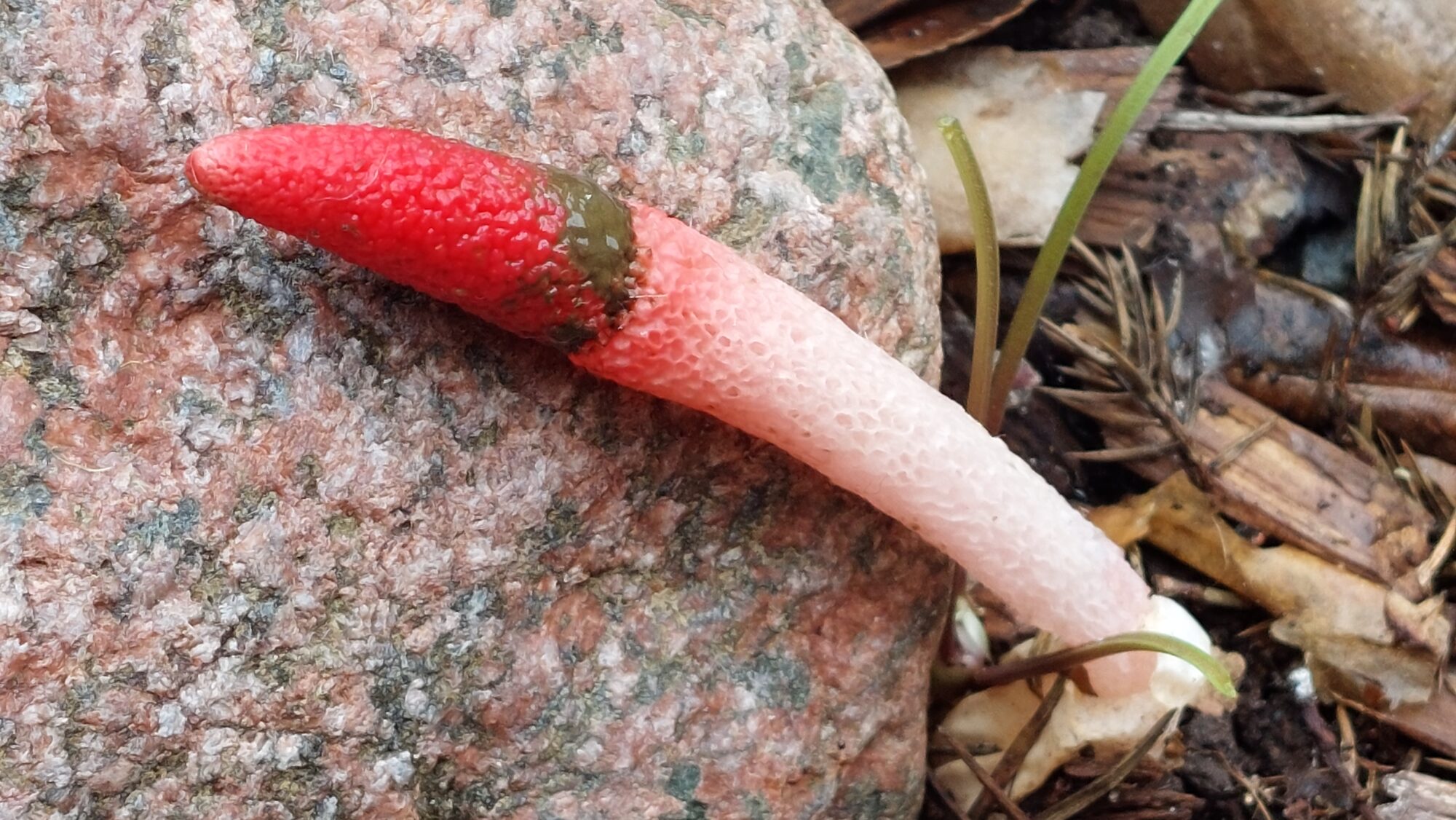 Valokuvaaja: Tarja Naukkarinen