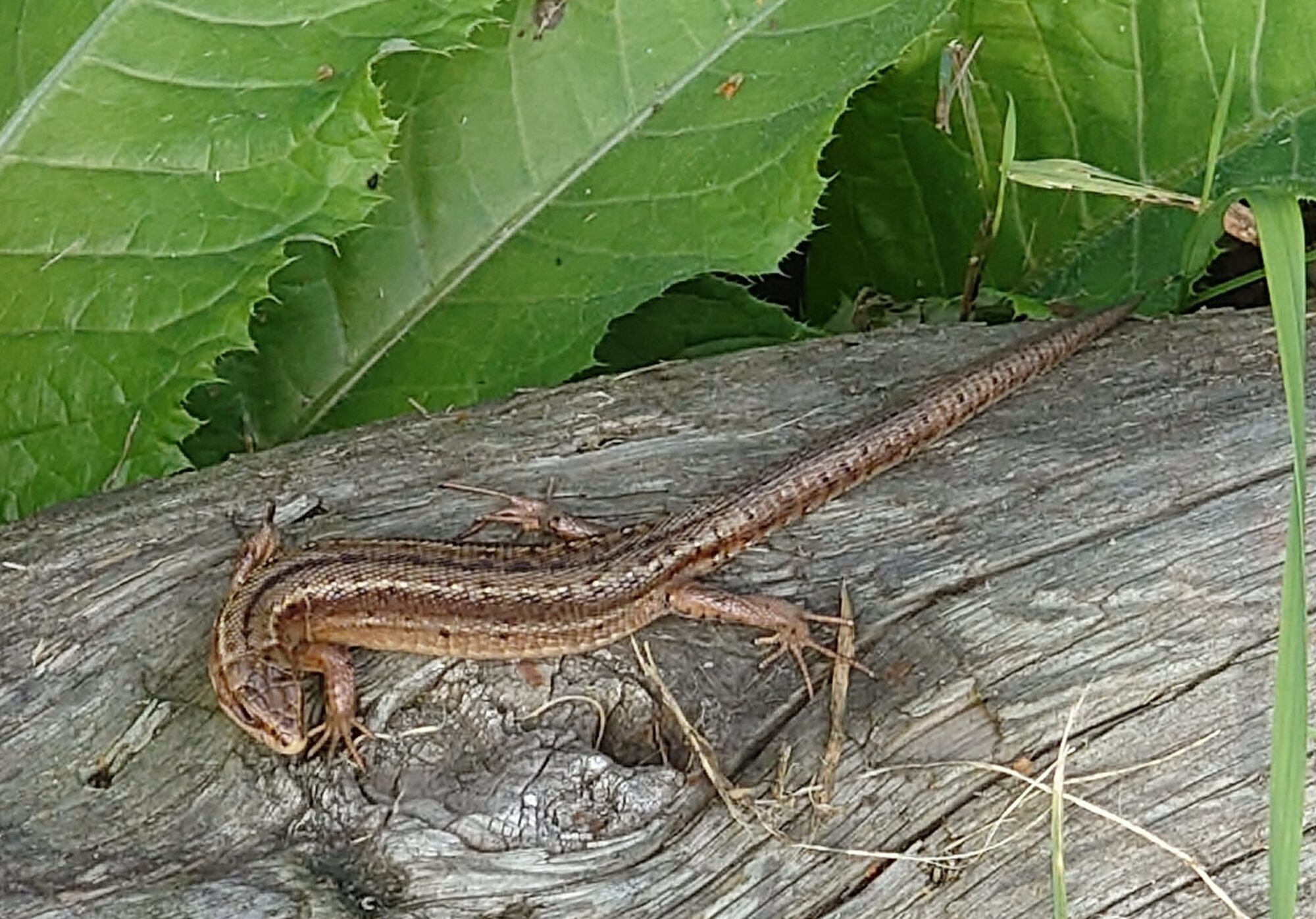 Valokuvaaja: Jouni Roppola