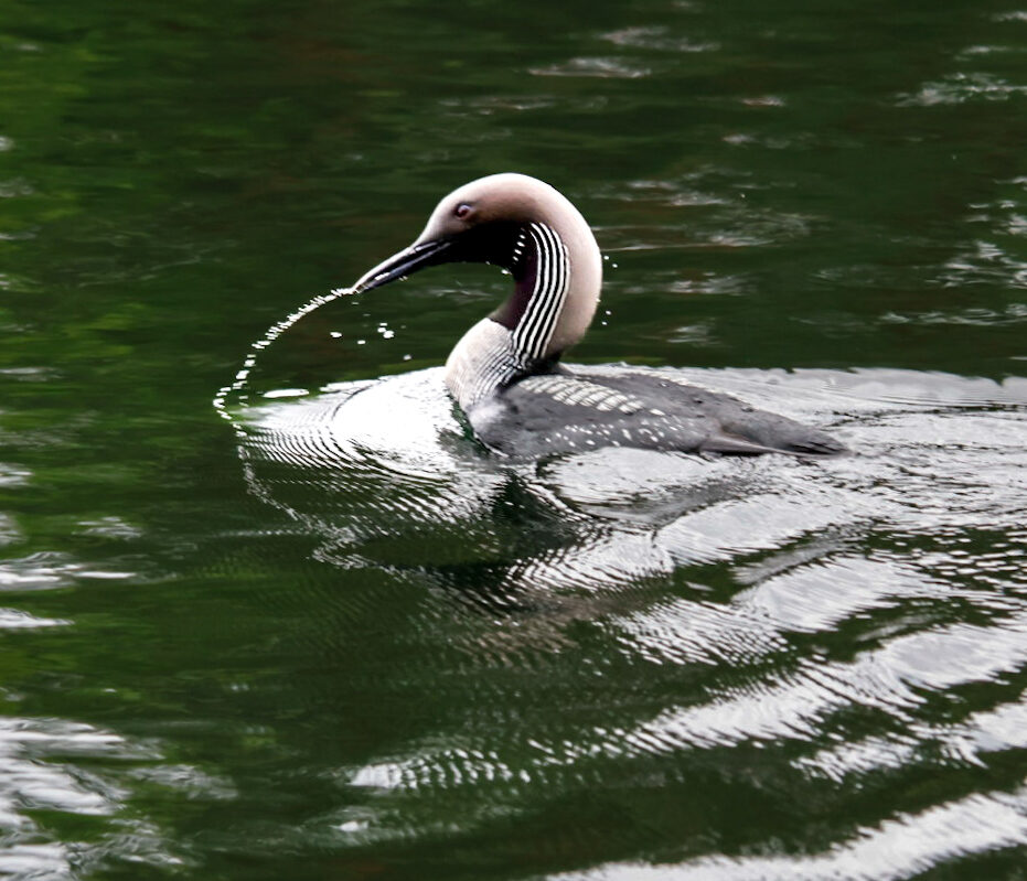 Valokuvaaja: Hannu Tikkanen