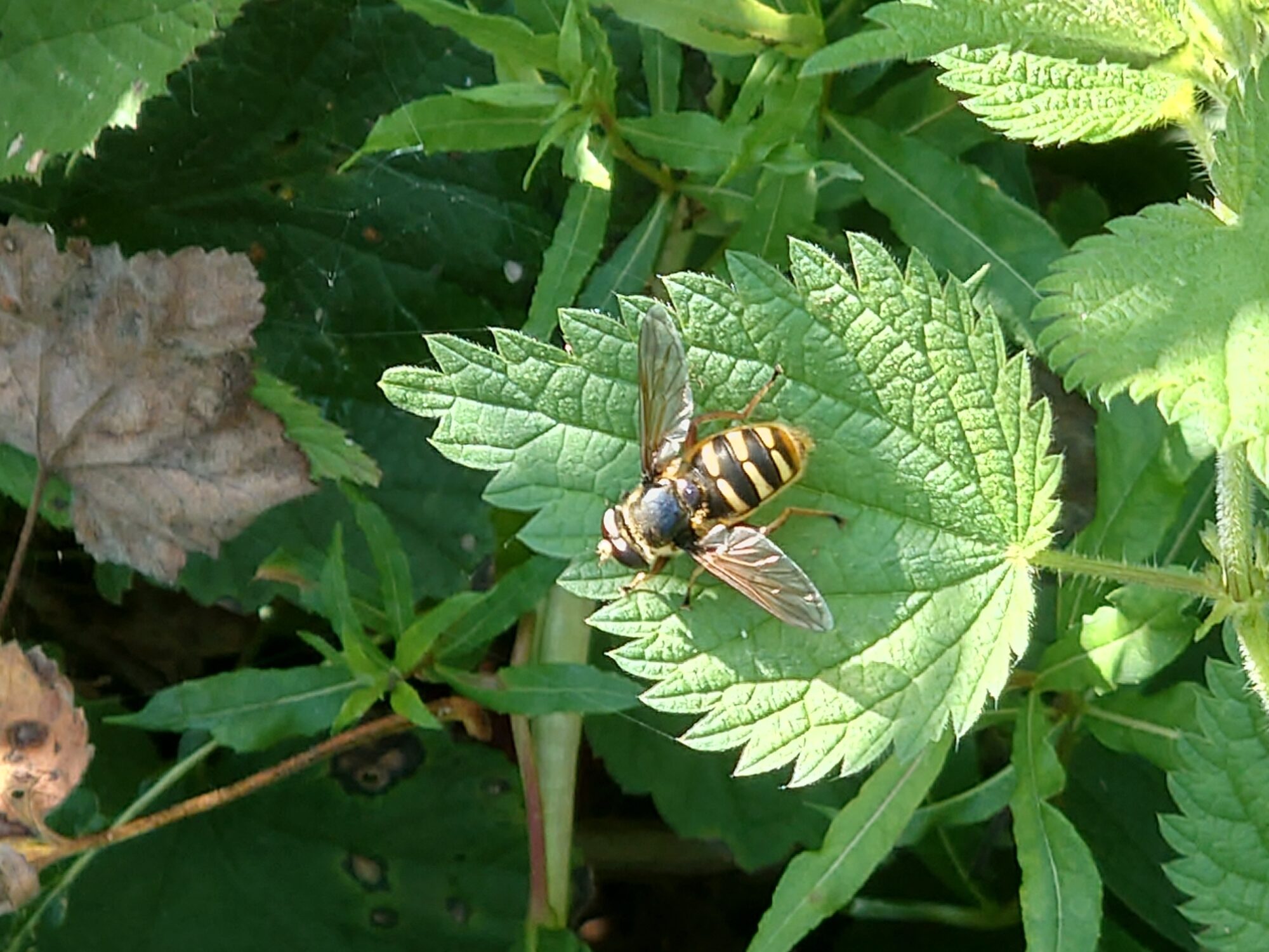 Valokuvaaja: Jouni Roppola