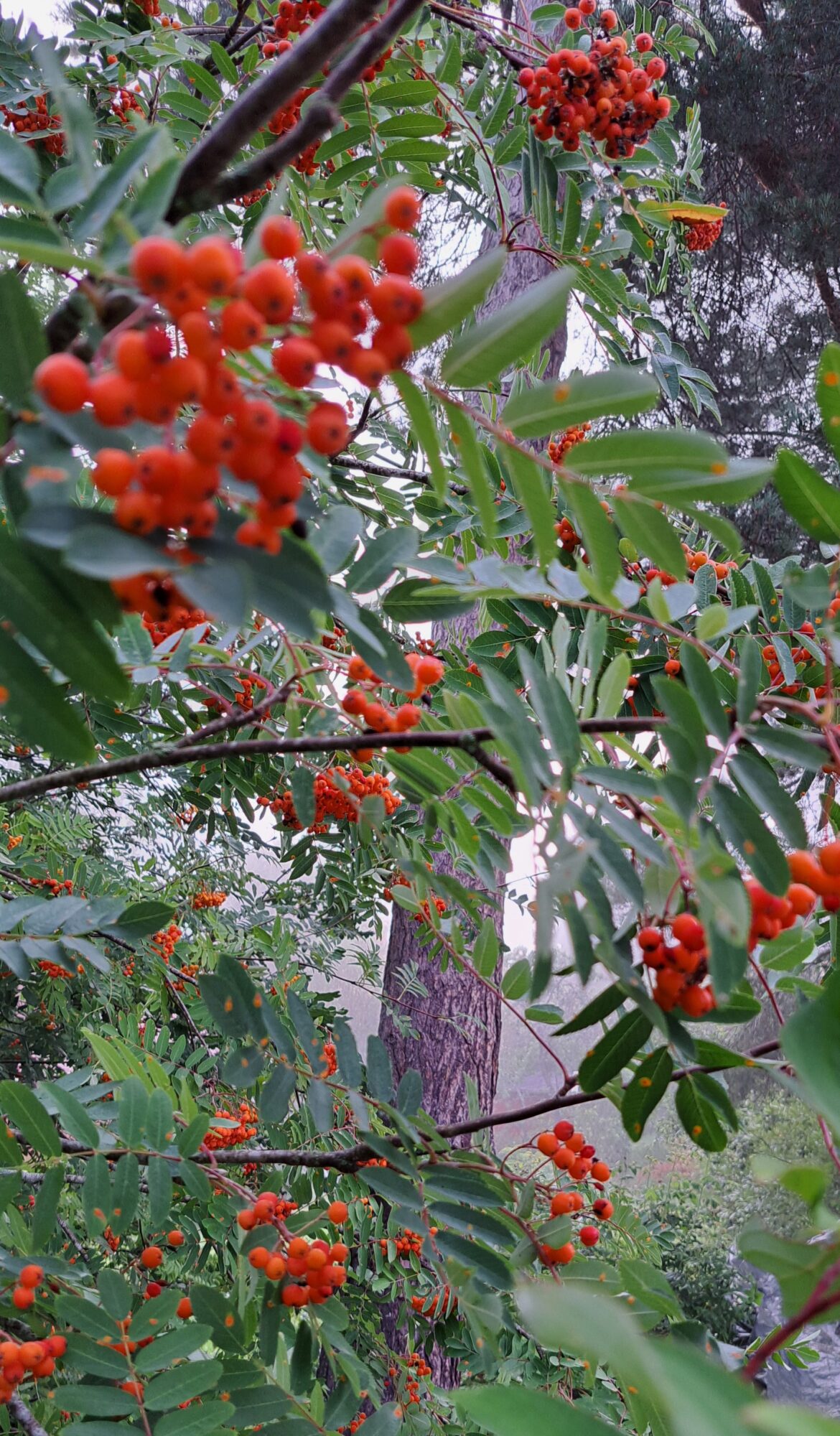 Valokuvaaja: Irja Lehtinen