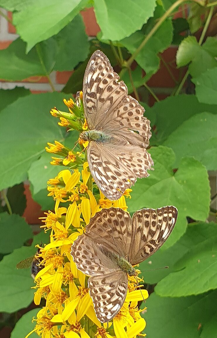 Valokuvaaja: Anu Lapinlampi