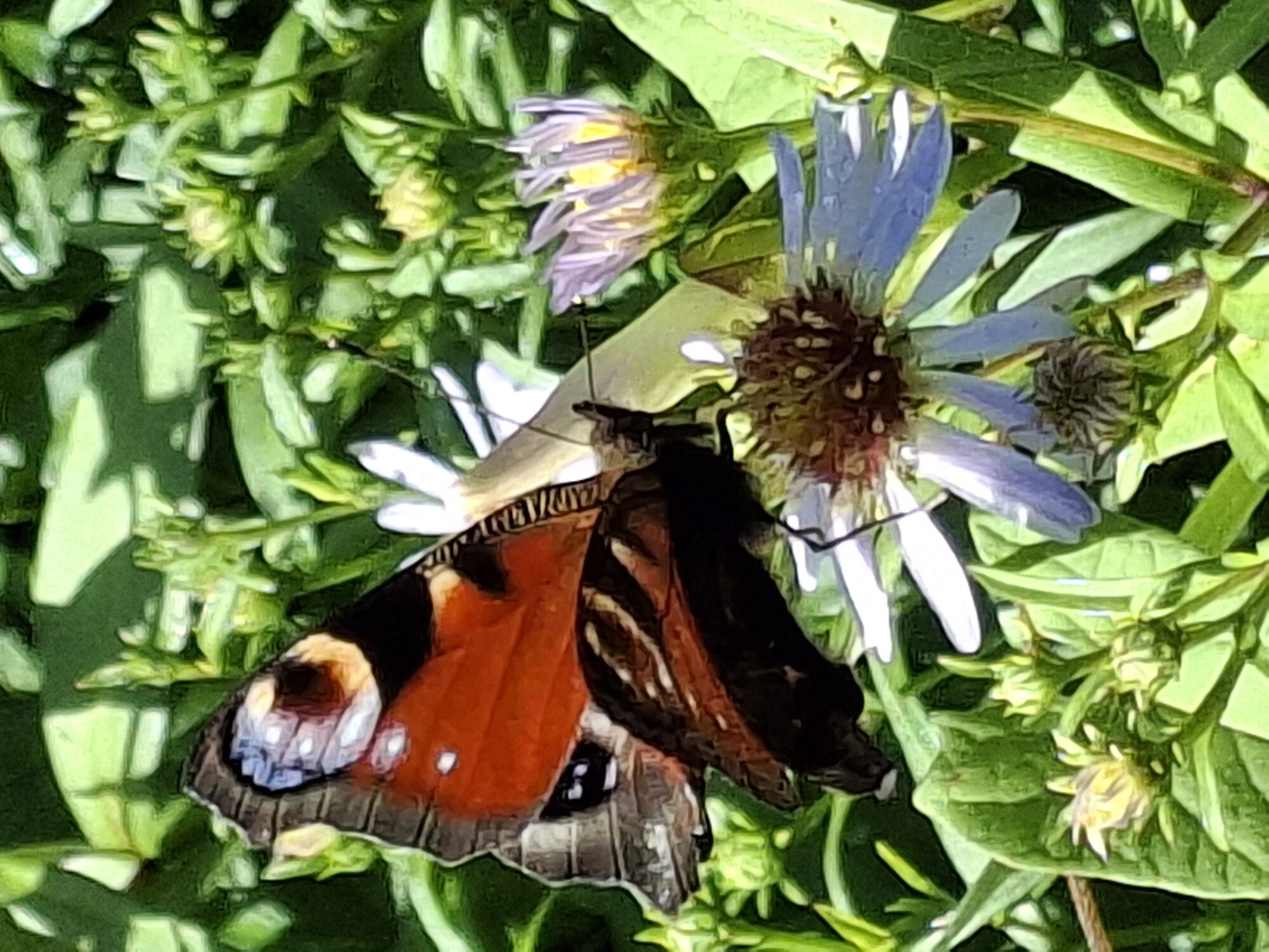 Valokuvaaja: Satu Suuntala