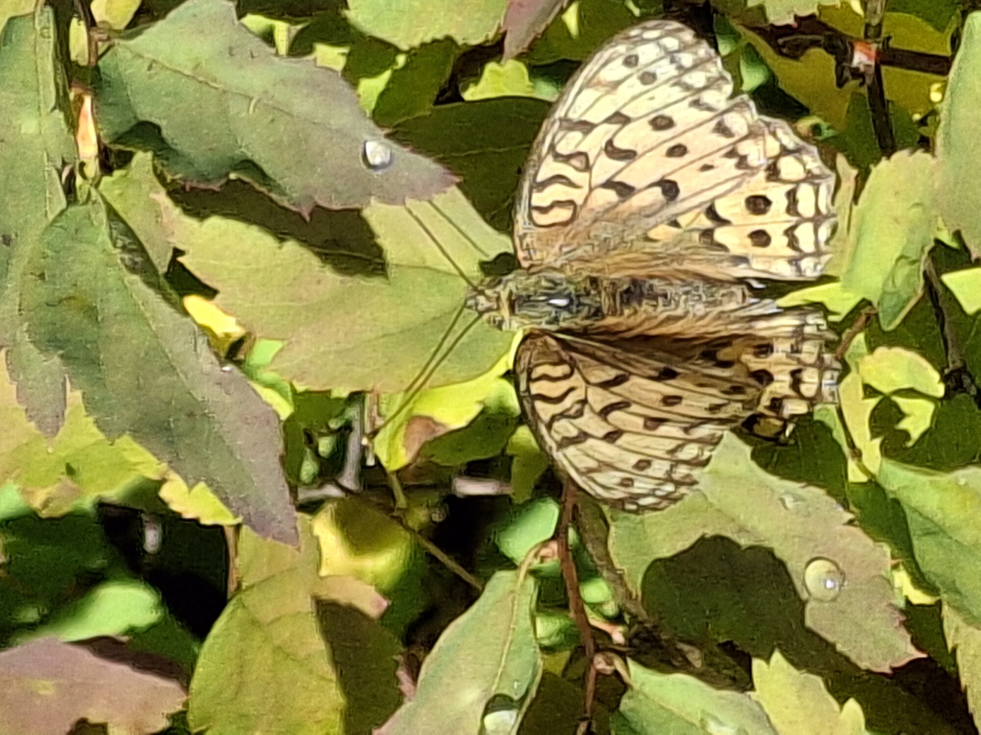 Valokuvaaja: Satu Suuntala