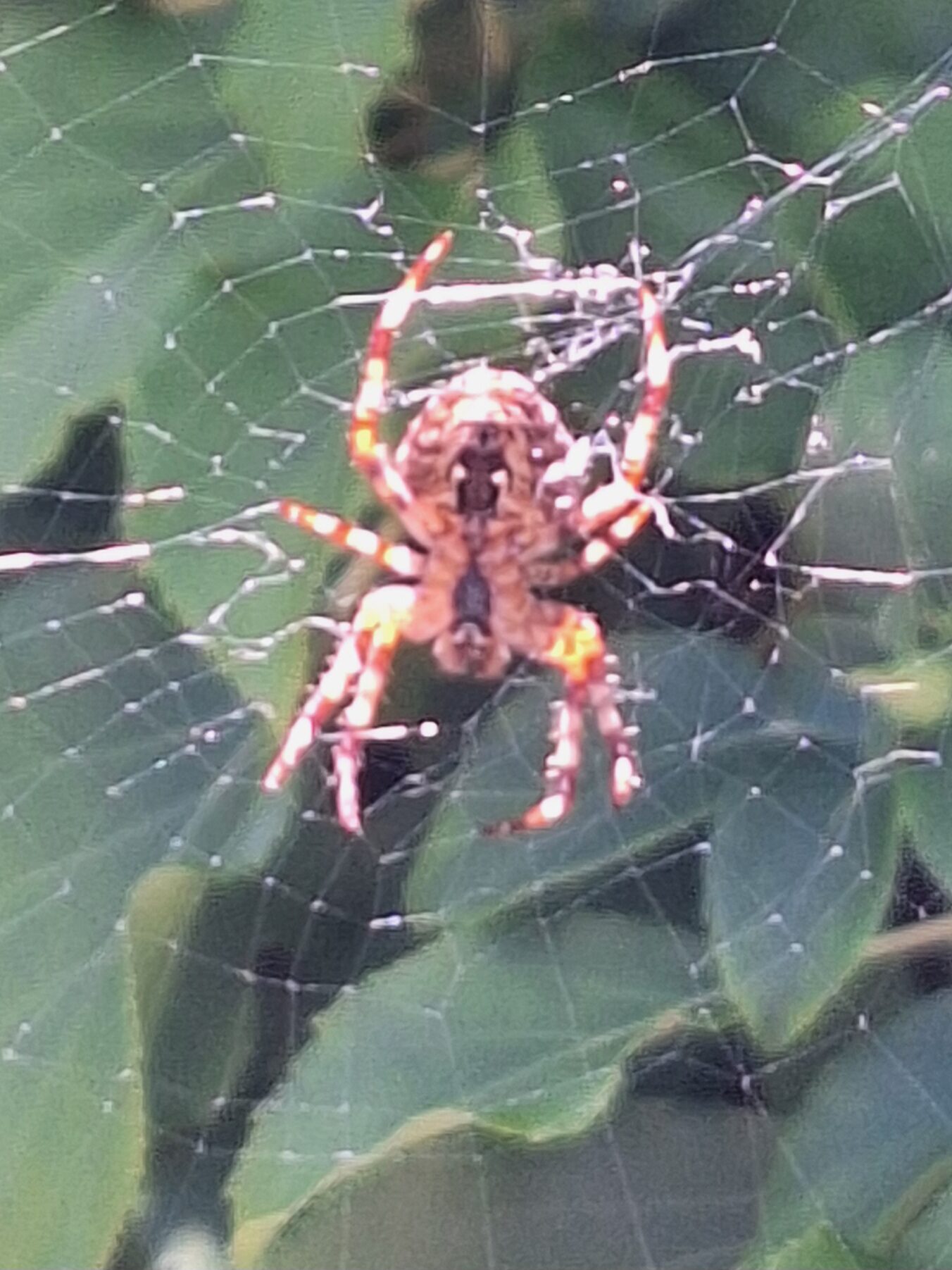 Valokuvaaja: Anne-Grete Enoksen