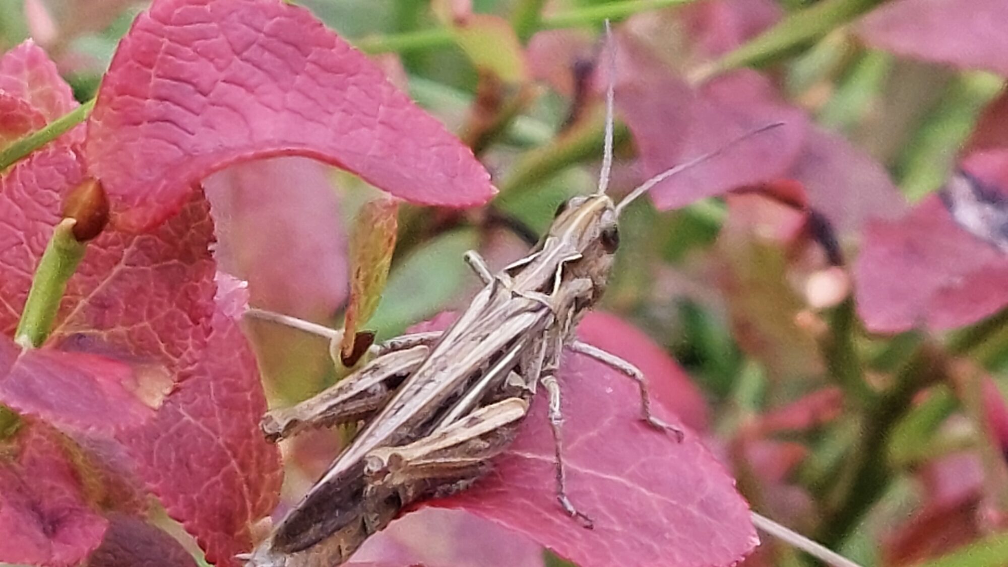 Valokuvaaja: Tarja Naukkarinen