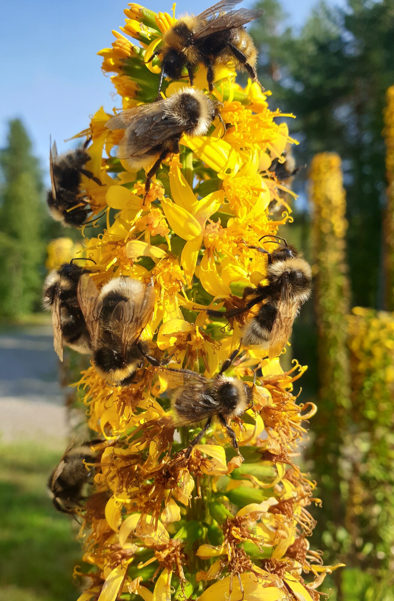Valokuvaaja: Anu Lapinlampi