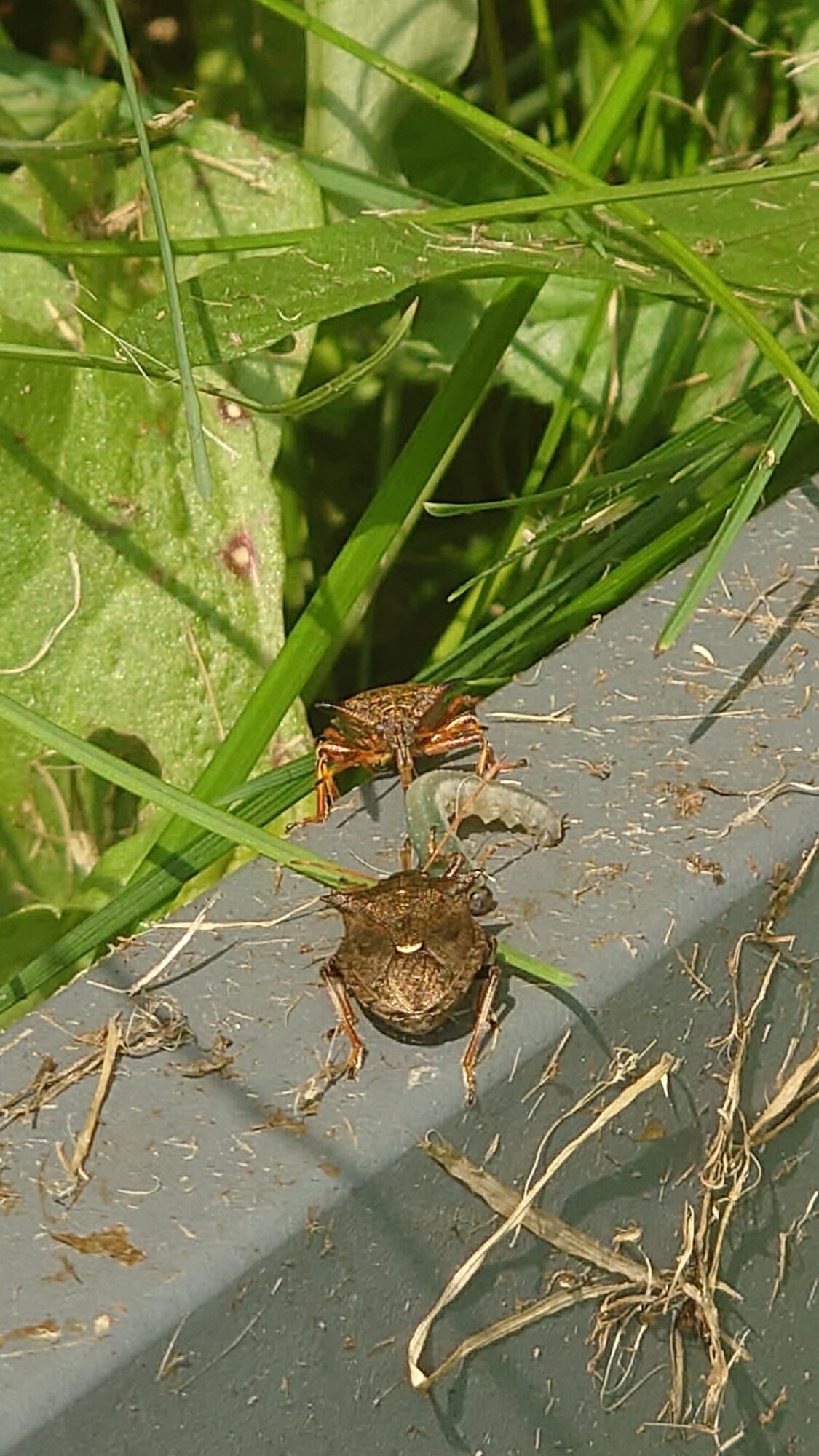 Valokuvaaja: Jouni Roppola