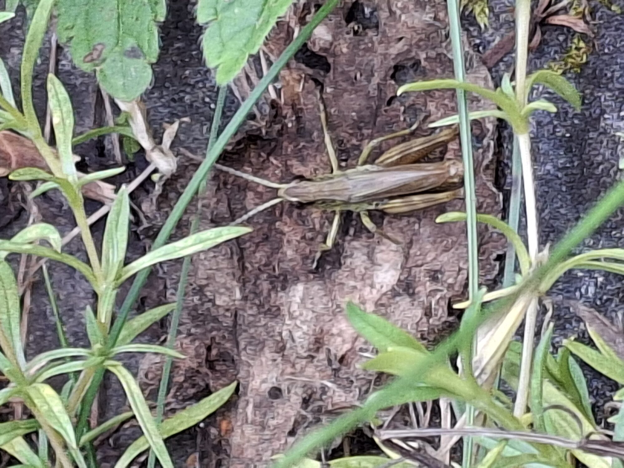 Valokuvaaja: Satu Suuntala