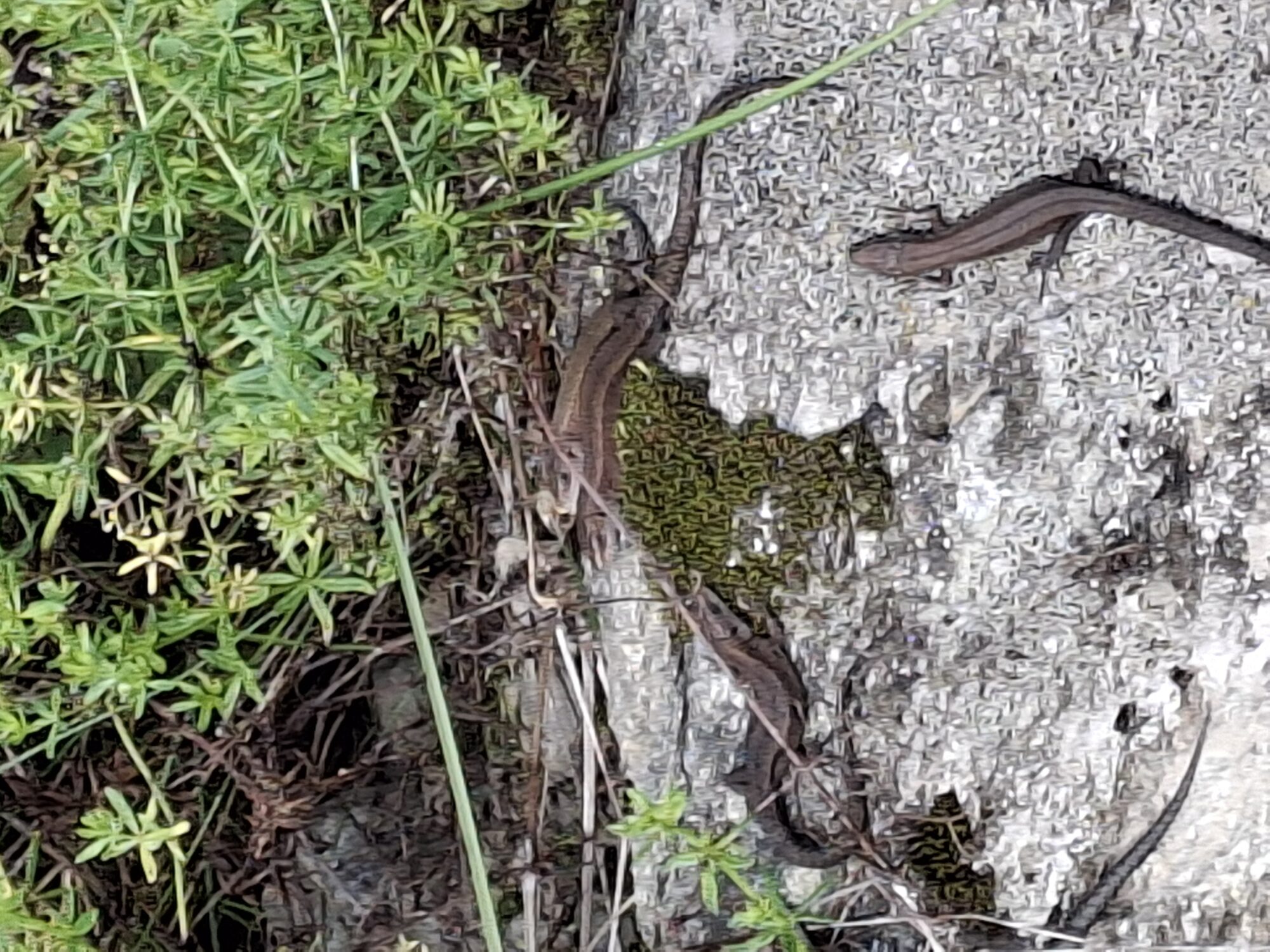 Valokuvaaja: Satu Suuntala