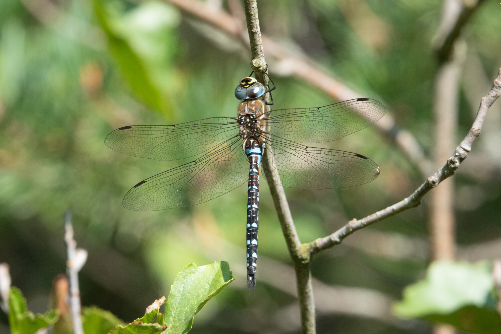 Valokuvaaja: Toivo Toivanen