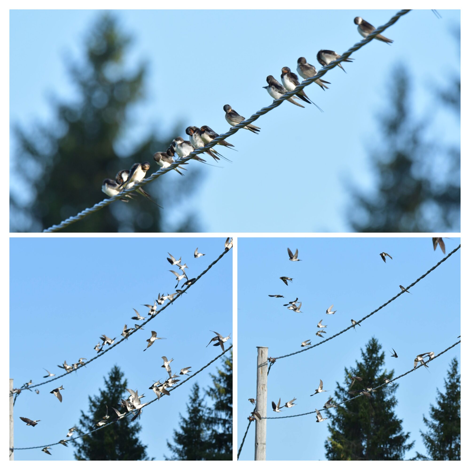 Valokuvaaja: Ritva Pietikäinen