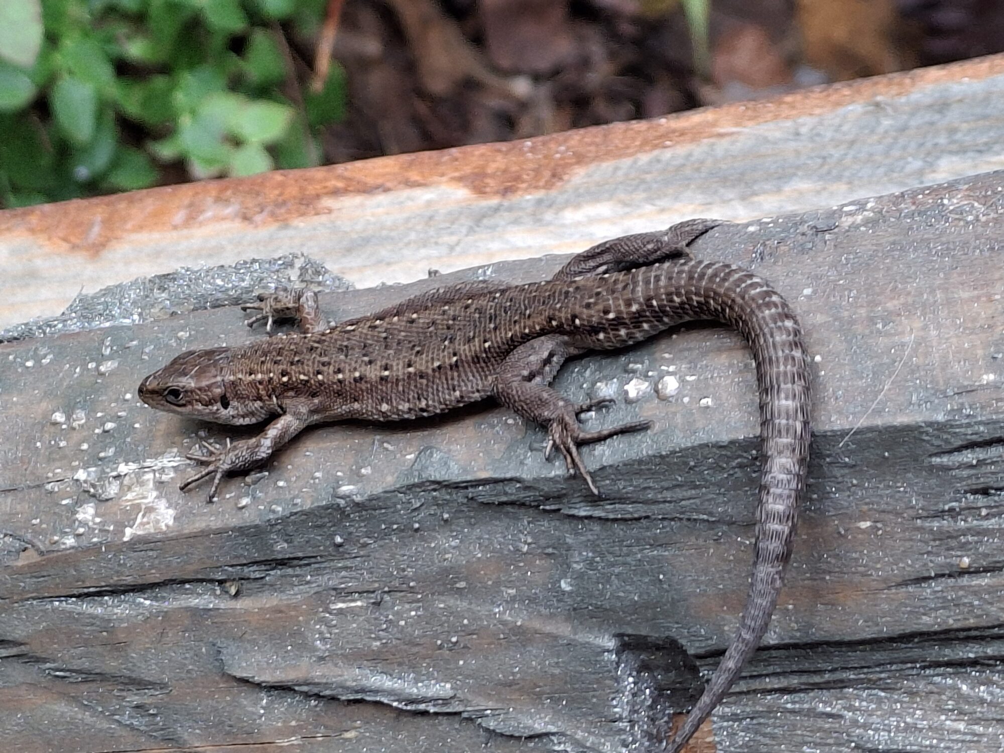 Valokuvaaja: Satu Suuntala