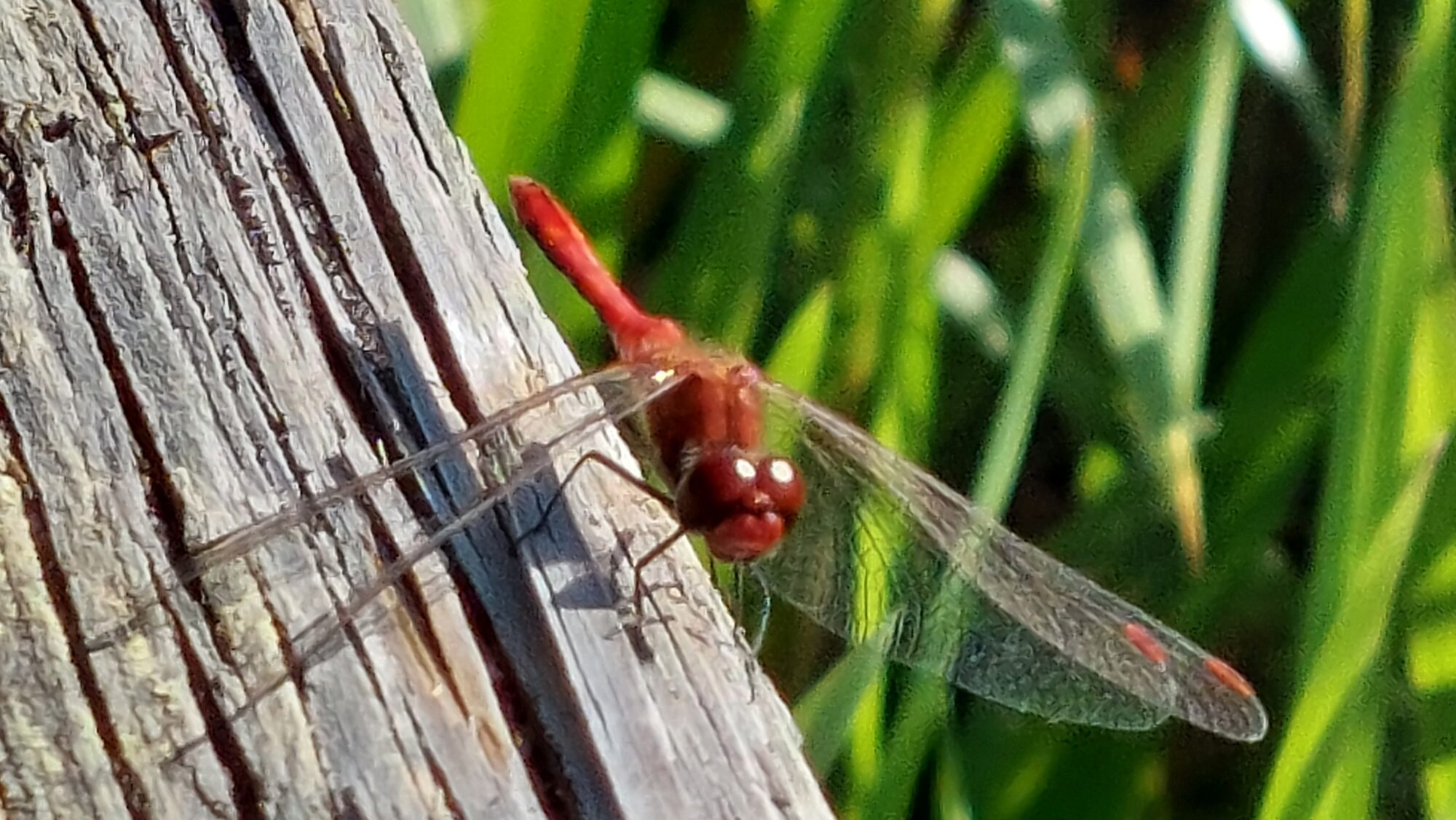 Valokuvaaja: Tarja Naukkarinen