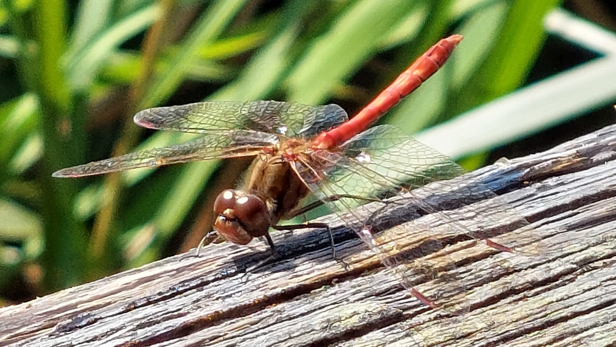 Valokuvaaja: Tarja Naukkarinen