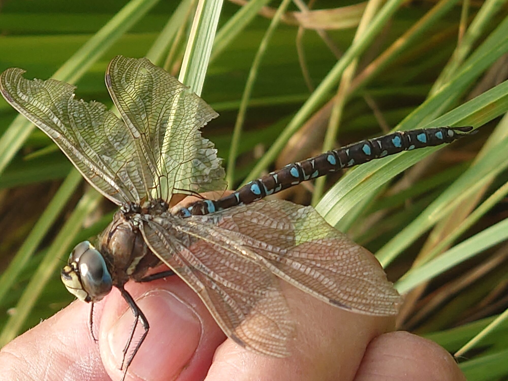 Valokuvaaja: Jouni Roppola