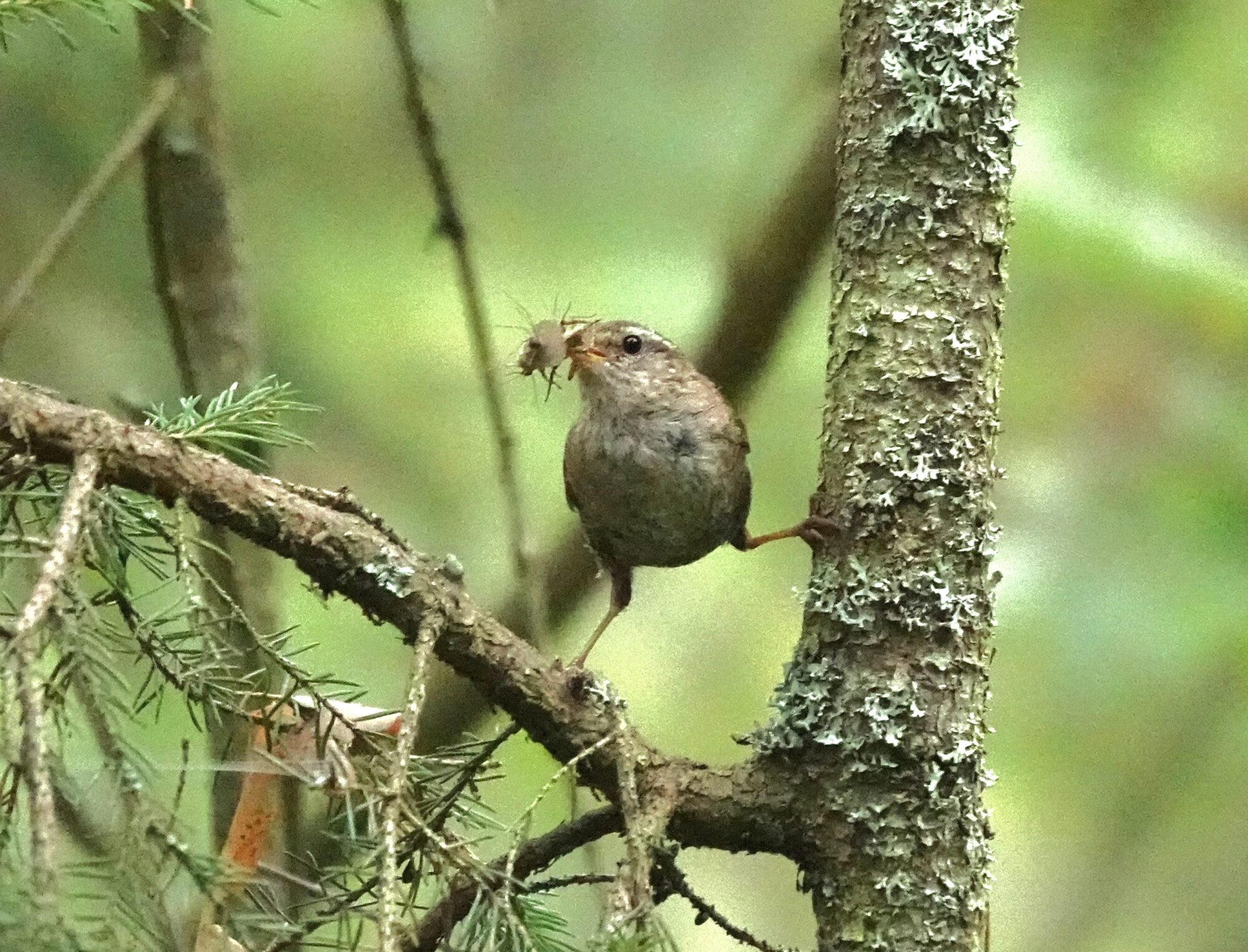 Valokuvaaja: Satu Välimaa