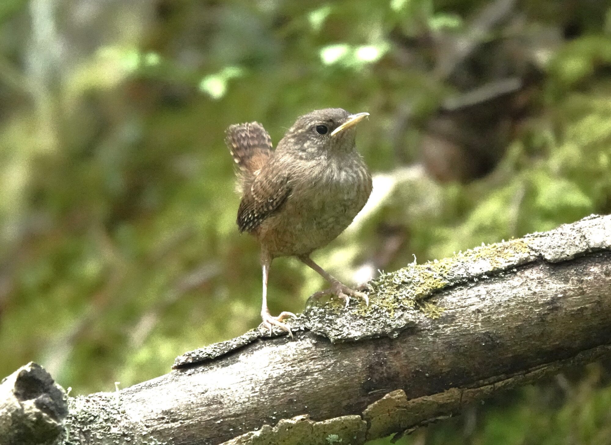 Valokuvaaja: Satu Välimaa