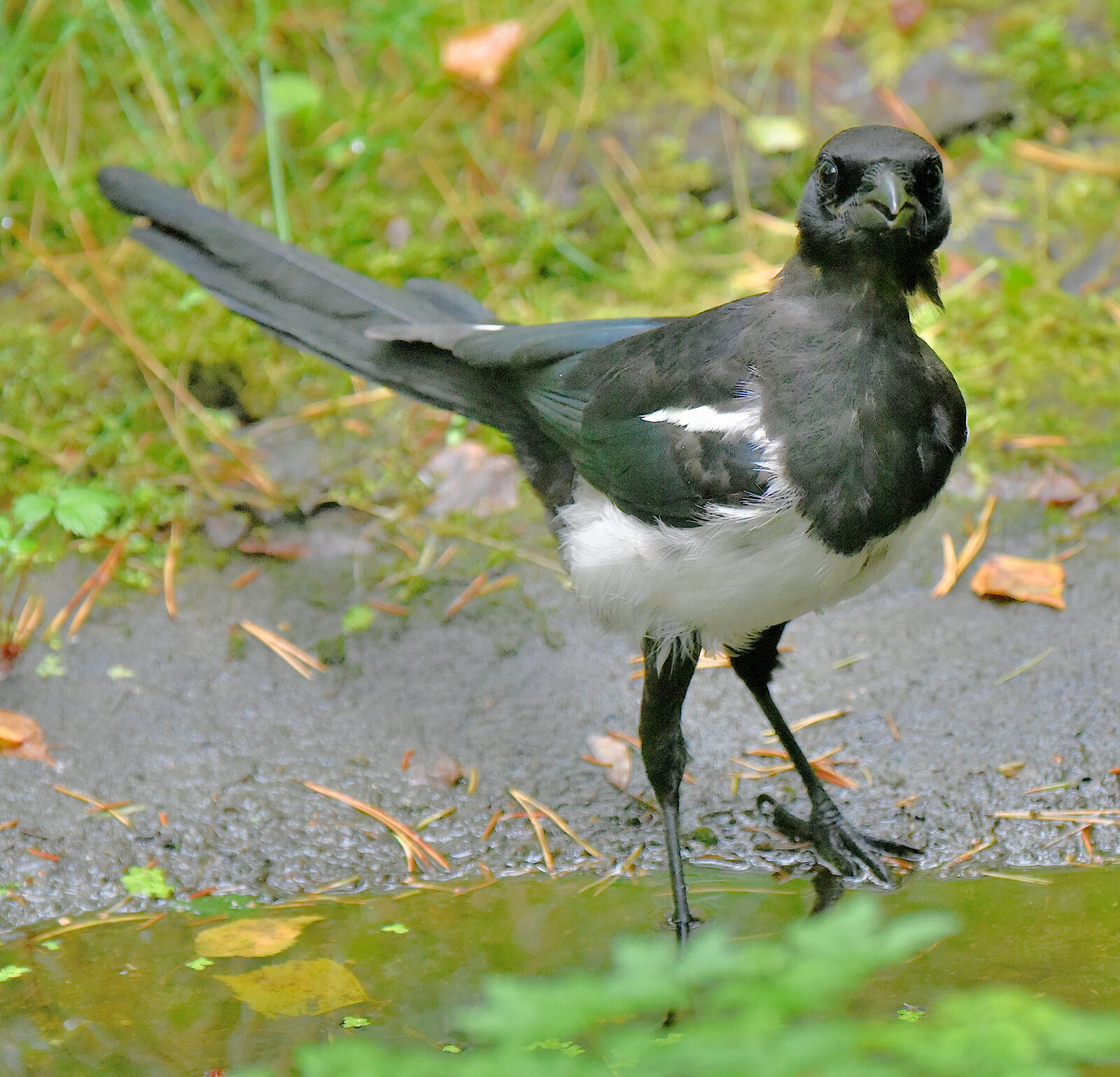 Valokuvaaja: Reijo Juurinen