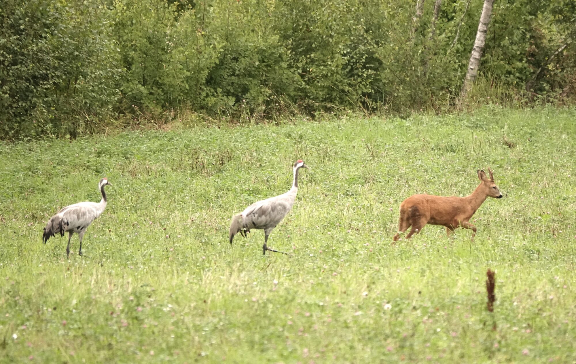 Valokuvaaja: Satu Välimaa