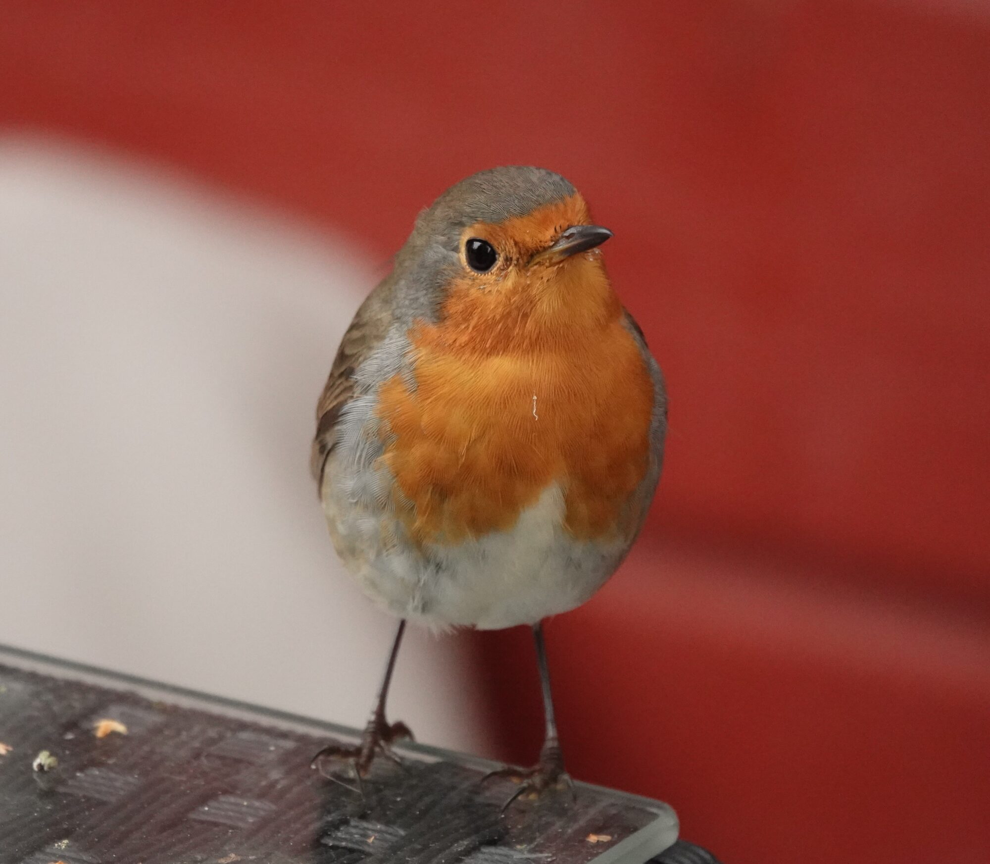 Valokuvaaja: Satu Välimaa