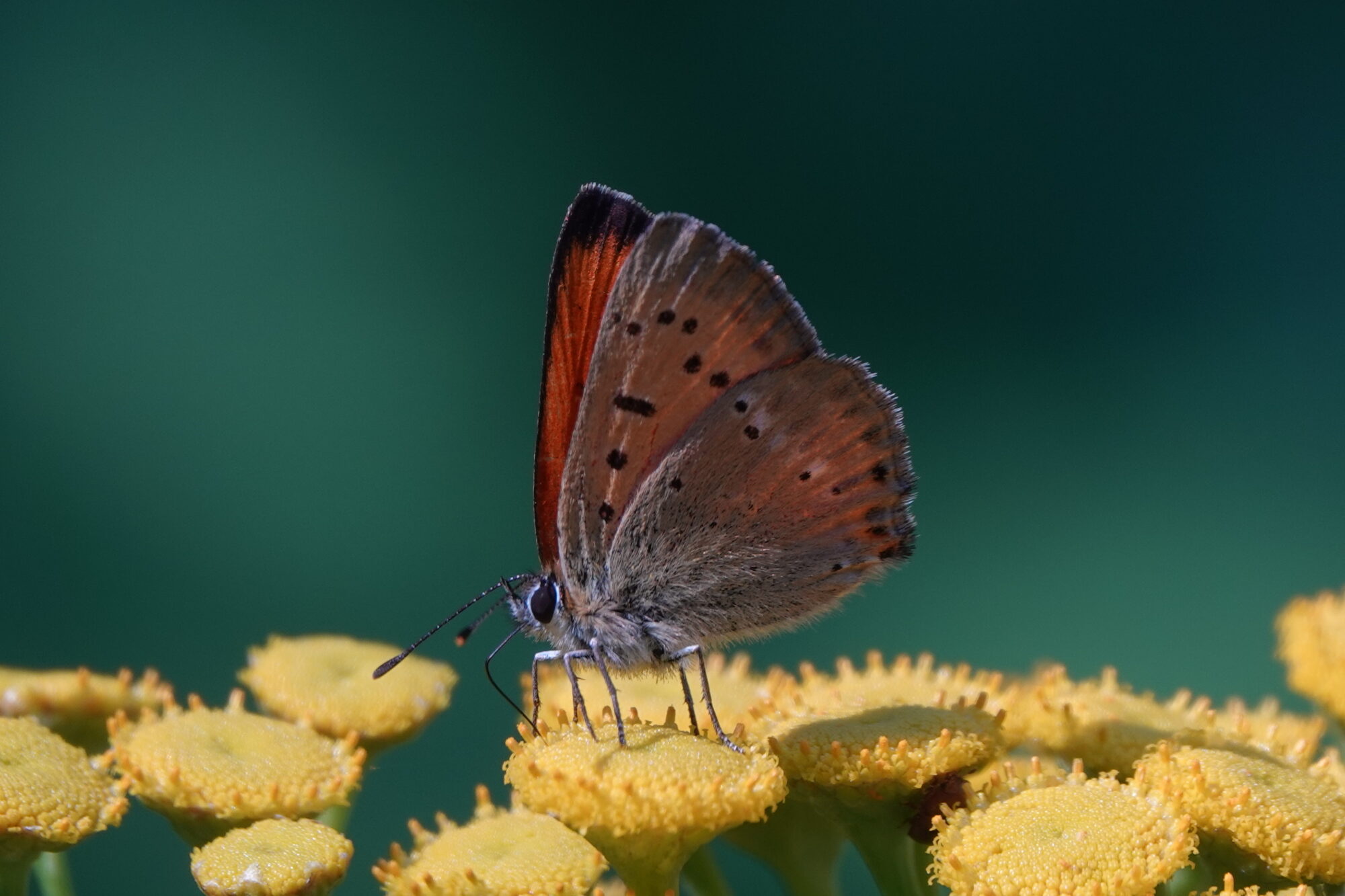 Valokuvaaja: Jenna Pitkänen