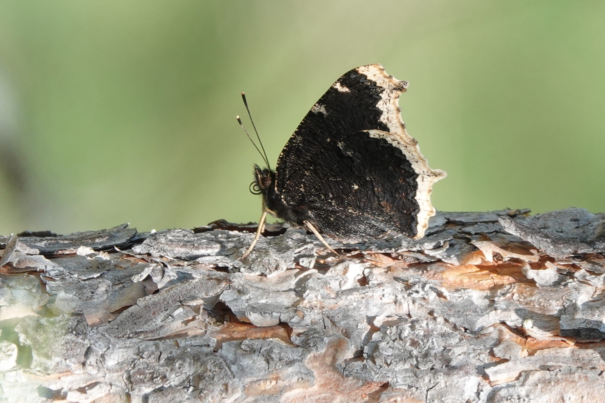 Valokuvaaja: Jenna Pitkänen