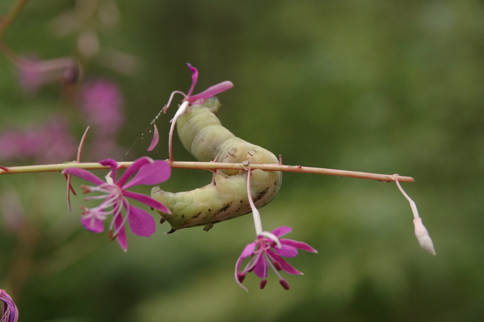 Valokuvaaja: Jenna Pitkänen