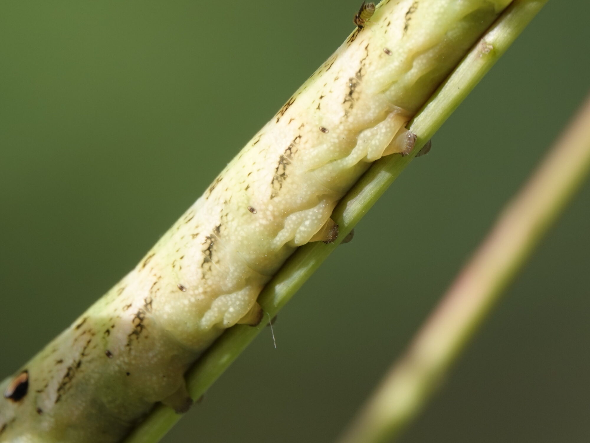 Valokuvaaja: Jenna Pitkänen