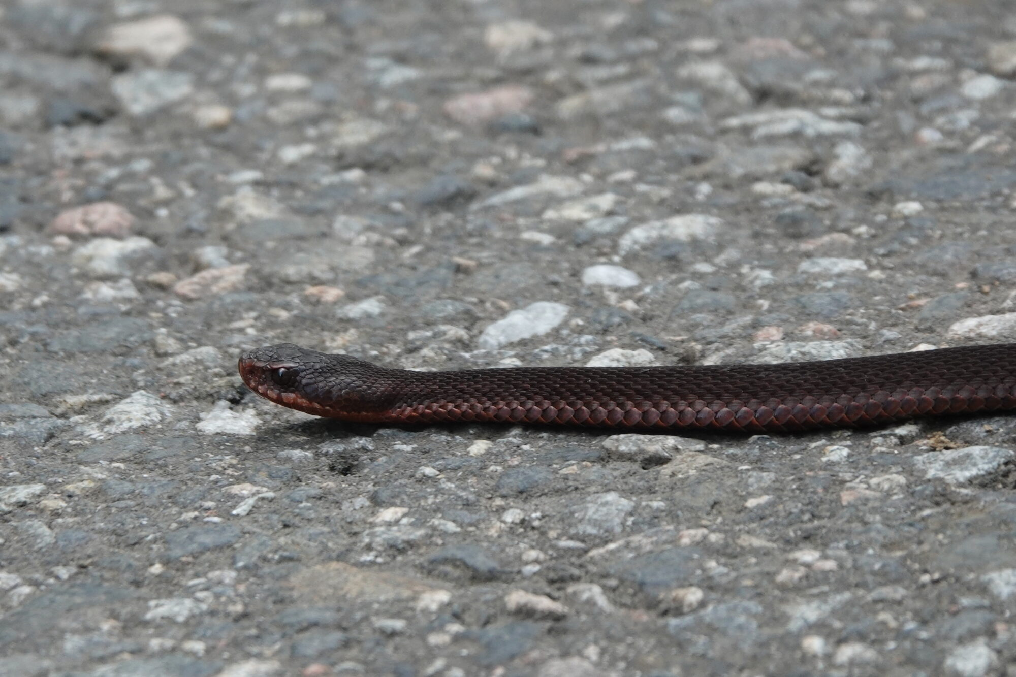 Valokuvaaja: Jenna Pitkänen