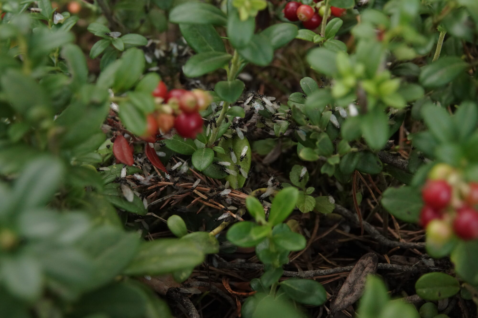 Valokuvaaja: Jenna Pitkänen