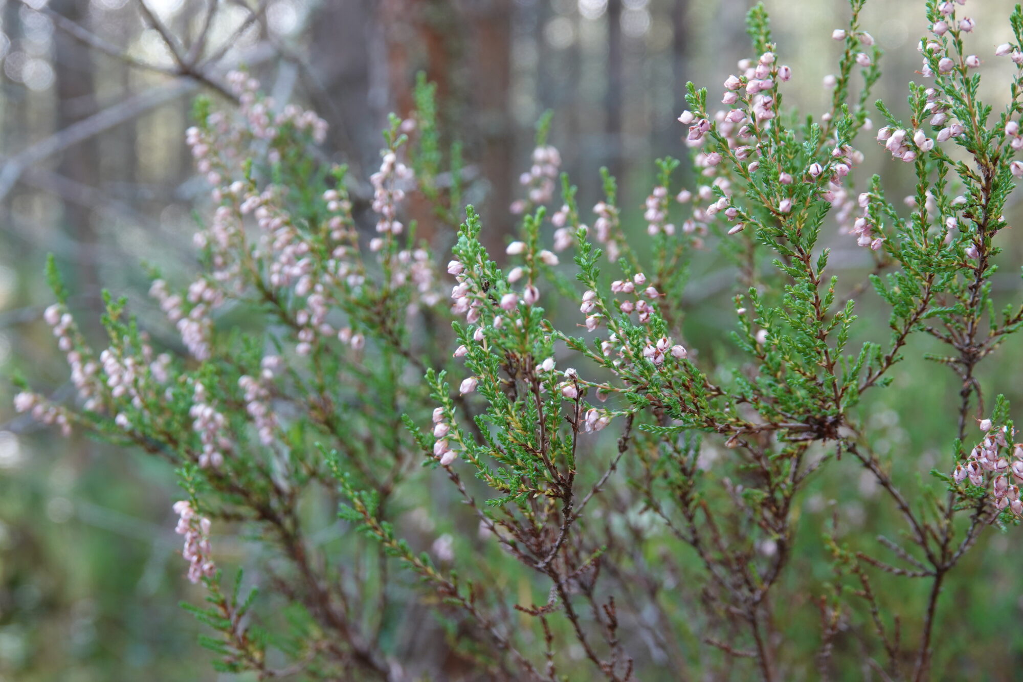Valokuvaaja: Jenna Pitkänen
