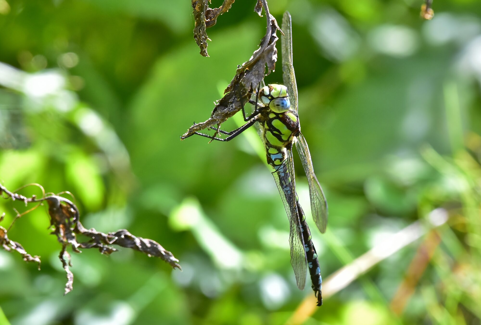 Valokuvaaja: Markku Pelkonen