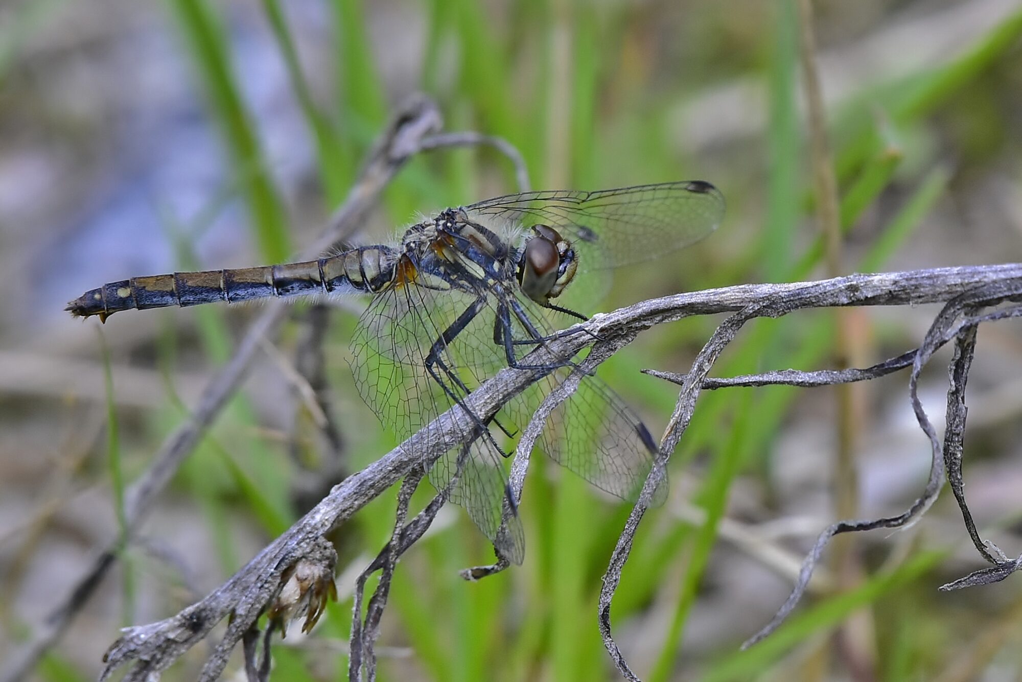 Valokuvaaja: Markku Pelkonen