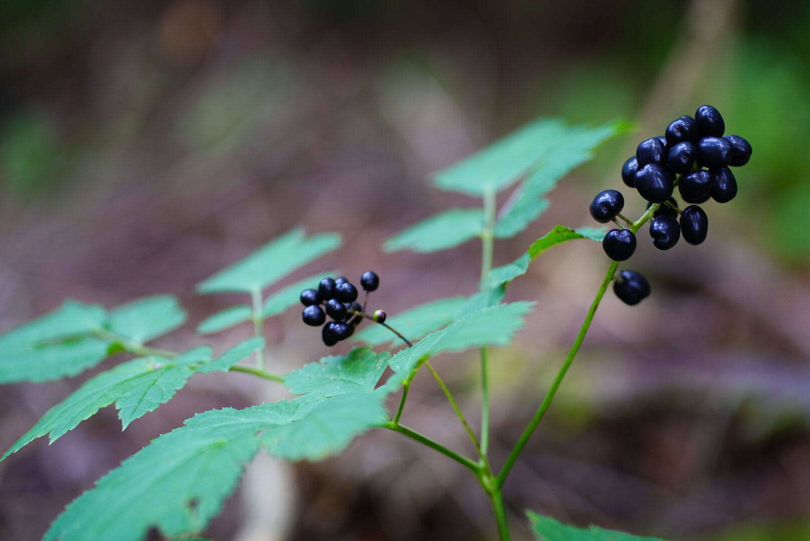 Valokuvaaja: Michel Borg