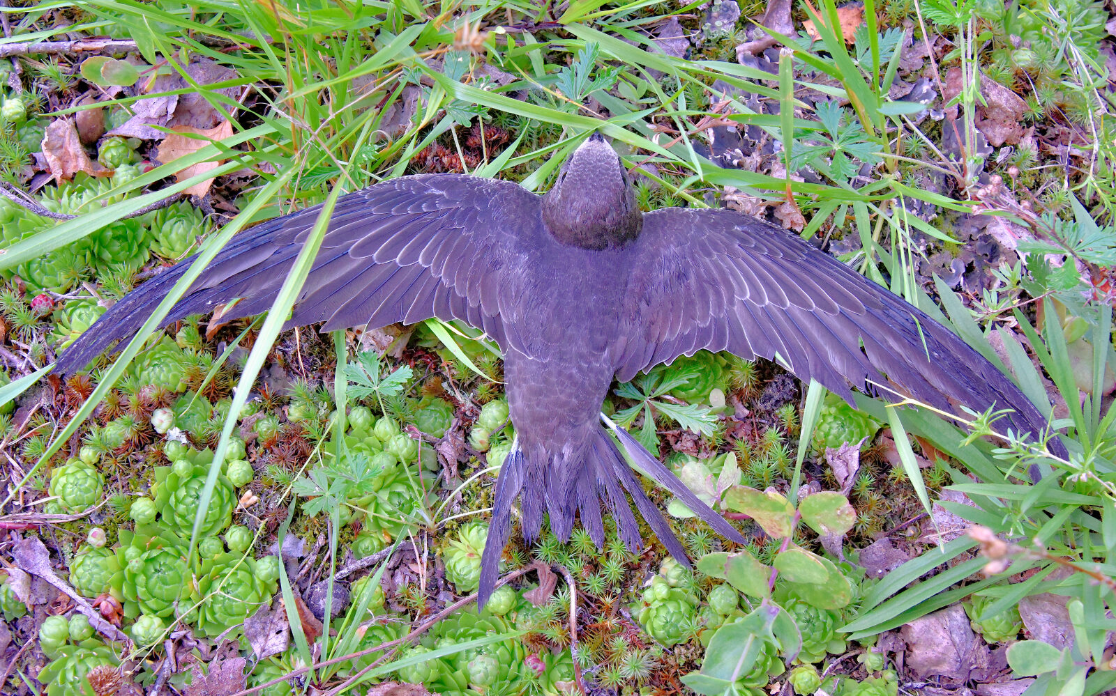 Valokuvaaja: Reijo Juurinen Valokuvaaja: Reijo Juurinen