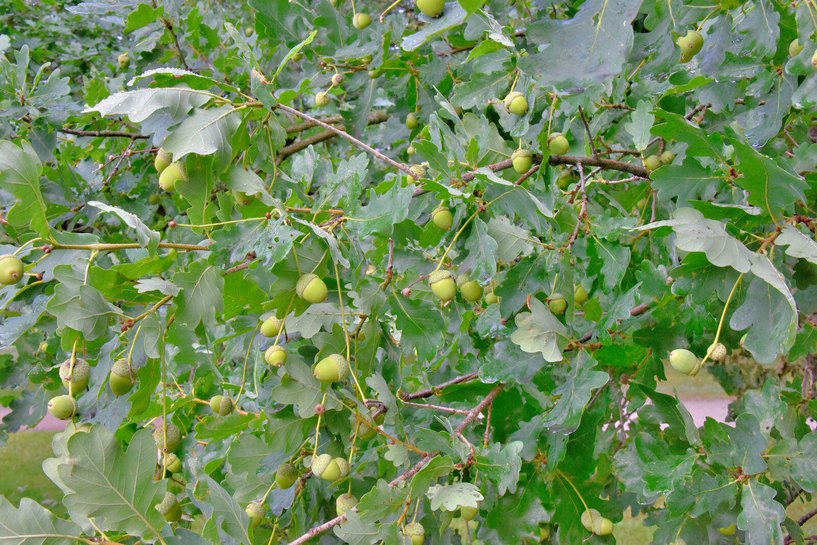 Valokuvaaja: Reijo Juurinen Valokuvaaja: Reijo Juurinen