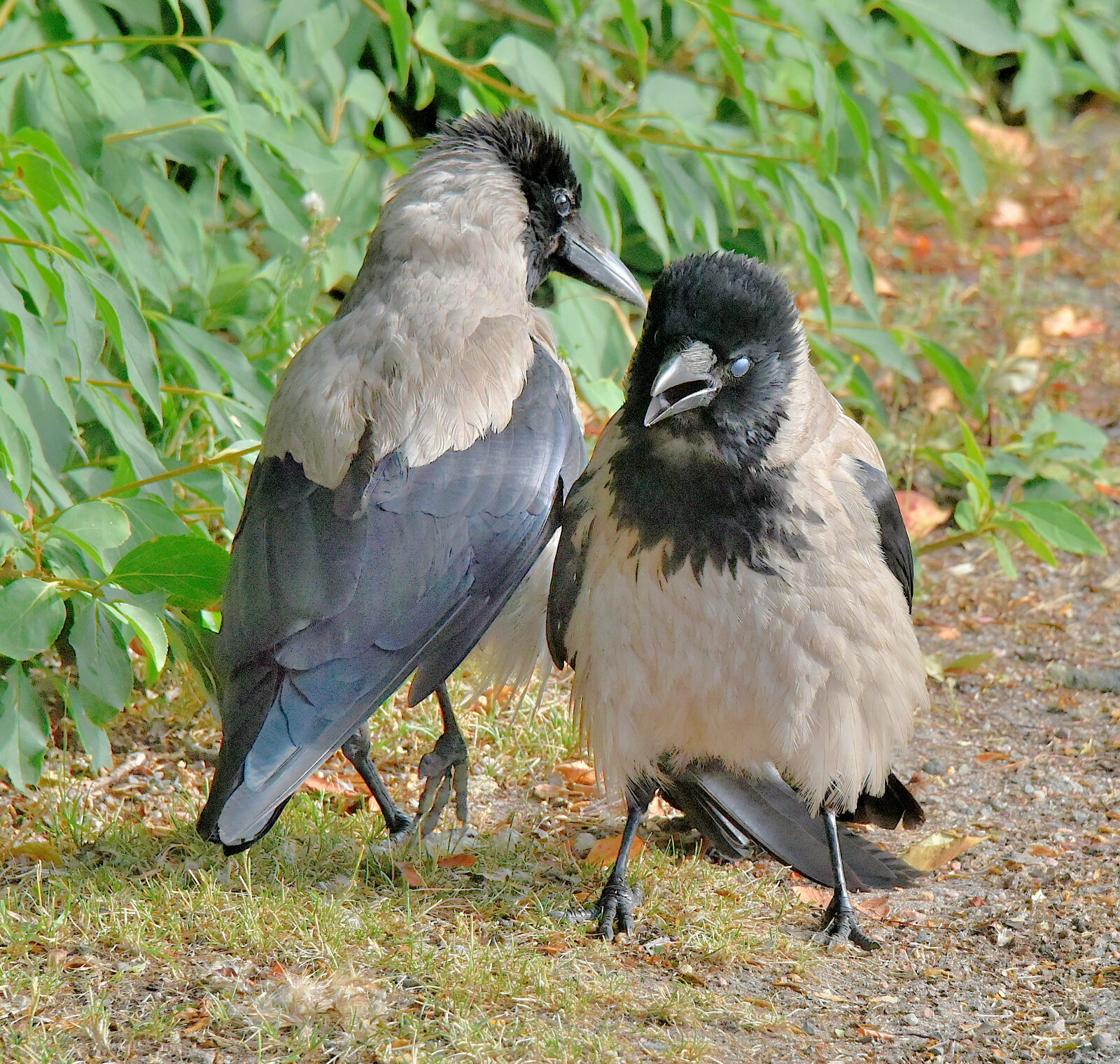 Valokuvaaja: Reijo Juurinen Valokuvaaja: Reijo Juurinen