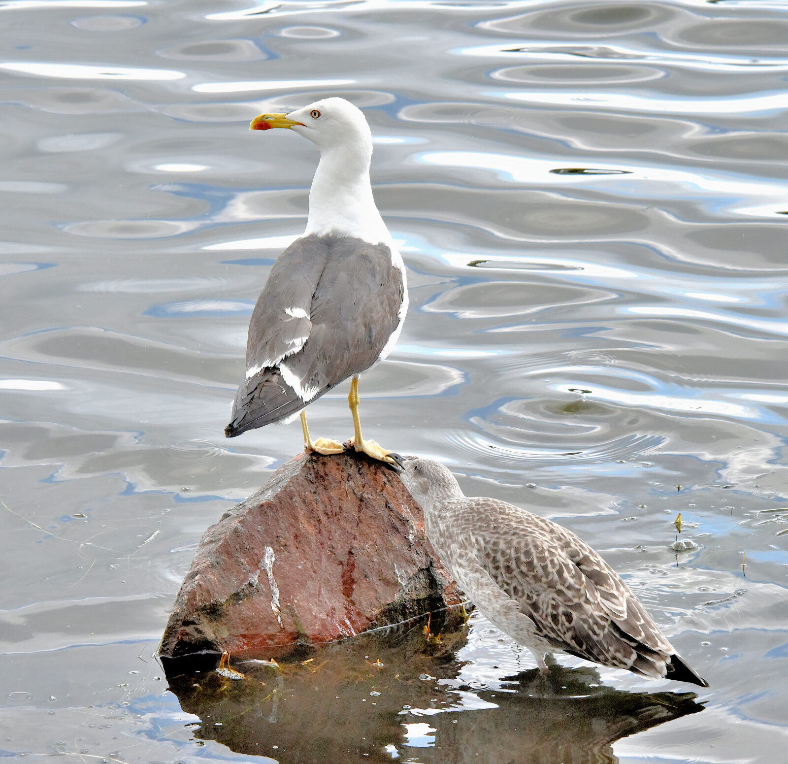 Valokuvaaja: Reijo Juurinen